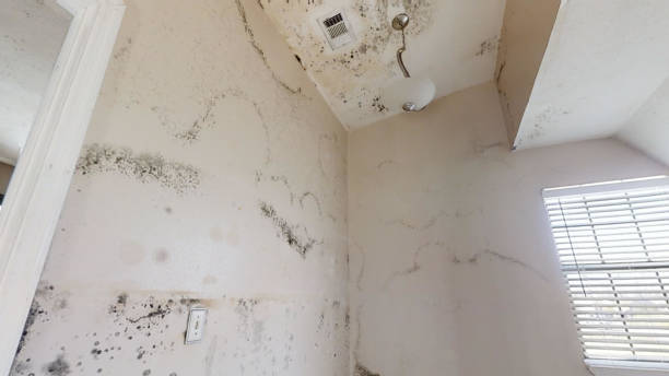 Best Post-Remediation Verification Testing  in Highland Park, TX