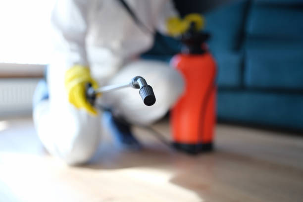 Best Basement Mold Removal  in Highland Park, TX