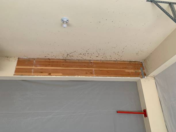 Mold Remediation for Rental Properties in Highland Park, TX
